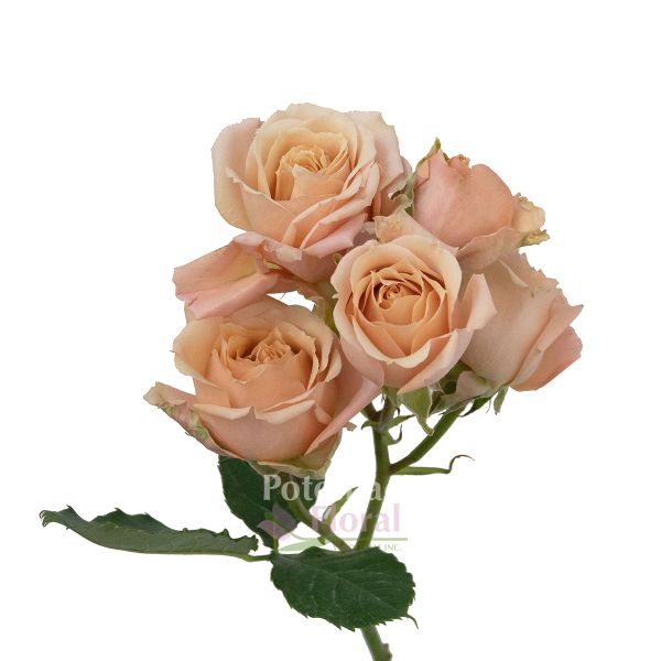 Spray Roses, Sahara Sensation Peachy Cream Potomac Floral Wholesale